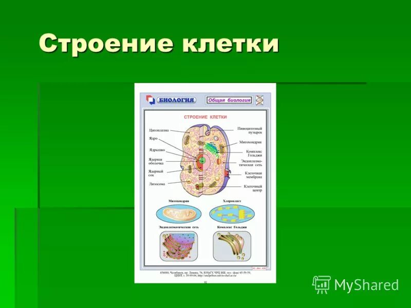 Основа клетки живого организма. Строение клетки. Клеточное строение организмов. Презентация на тему клетка. Строение клетки биология презентация.