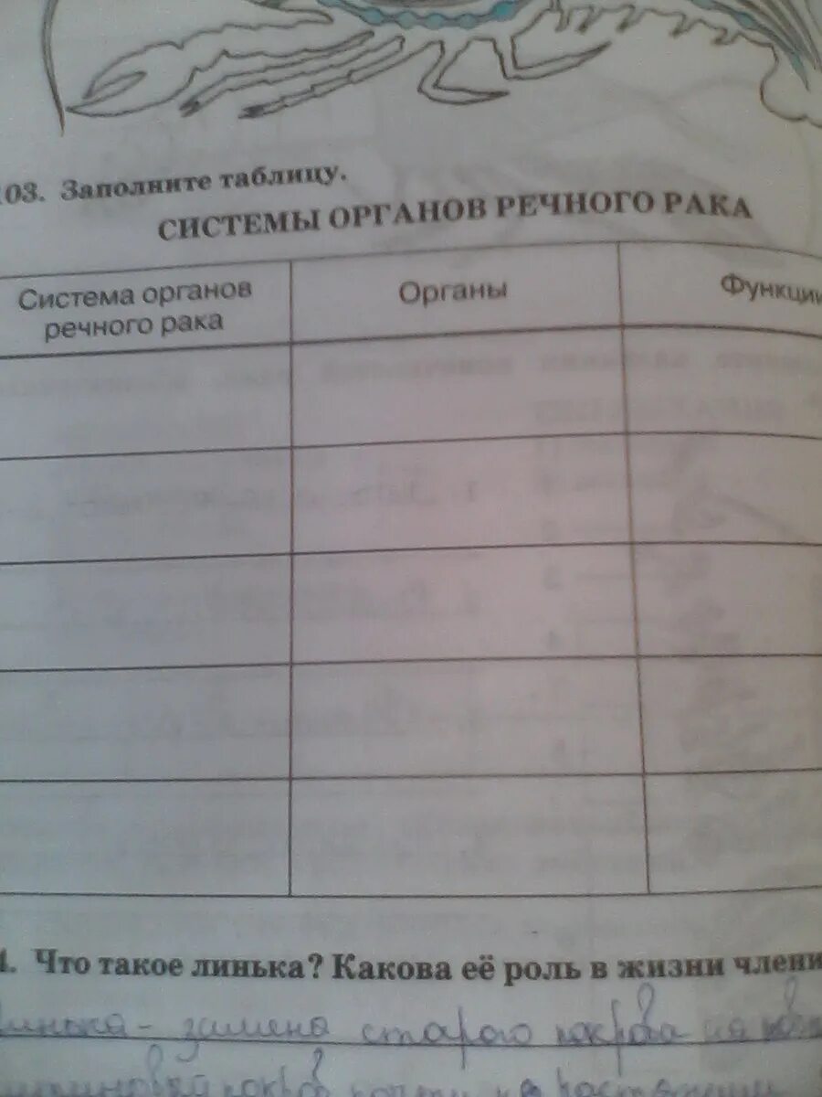 Система органов речного рака таблица. Система органов речного рака таблица