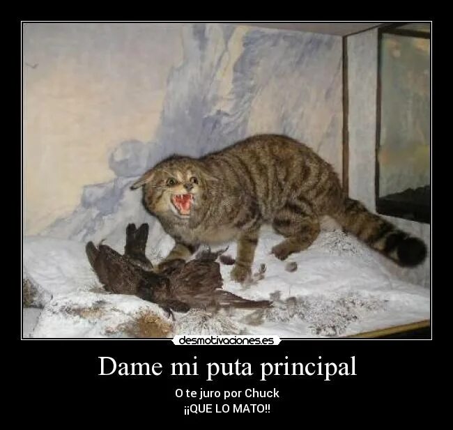 Кот 100 лет. Крим пафф кошка. Рыжий кот c302. Самый старый кот в мире 31 год. Кот 100 лет.