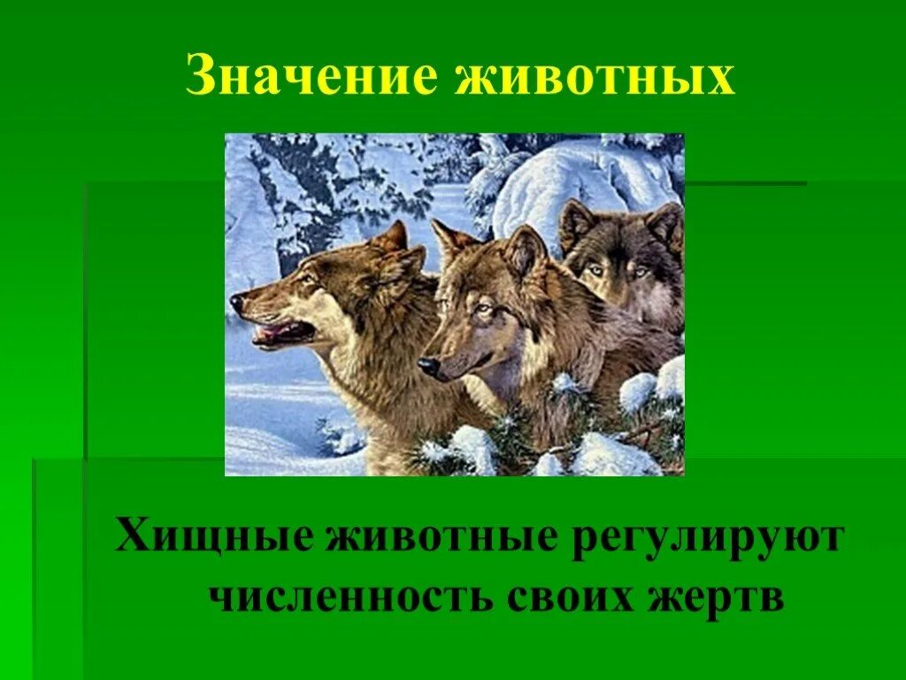 Значение хищных в жизни человека. Хищные животные презентация. Хищные звери для презентации. Значение хищных животных. Хищники презентация.