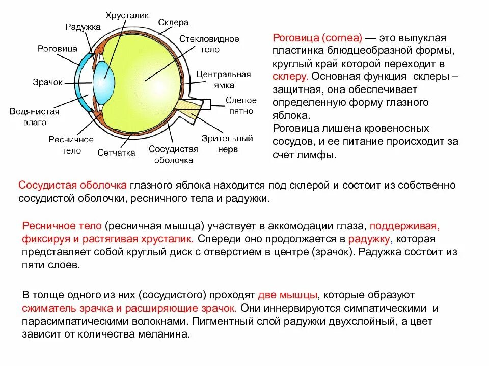 глазной хрусталик анатомия глаза. строение глаза человека схема. строение глаза человека спереди. строение зрительного анализатора глазное яблоко. строение глаза роговица радужка.