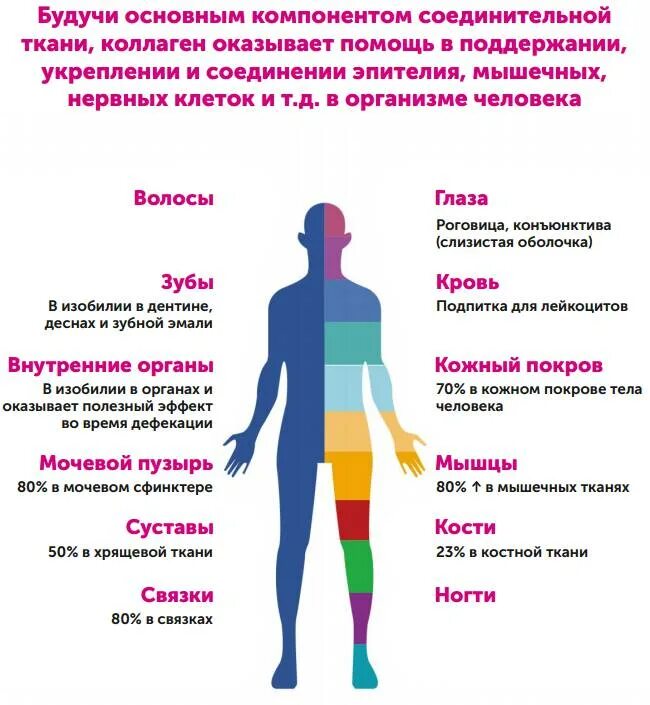 Коллаген в организме человека. Первый живой коллаген франшиза. Выработка коллагена в организме. Живой коллаген польза. Эластин где содержится в организме.
