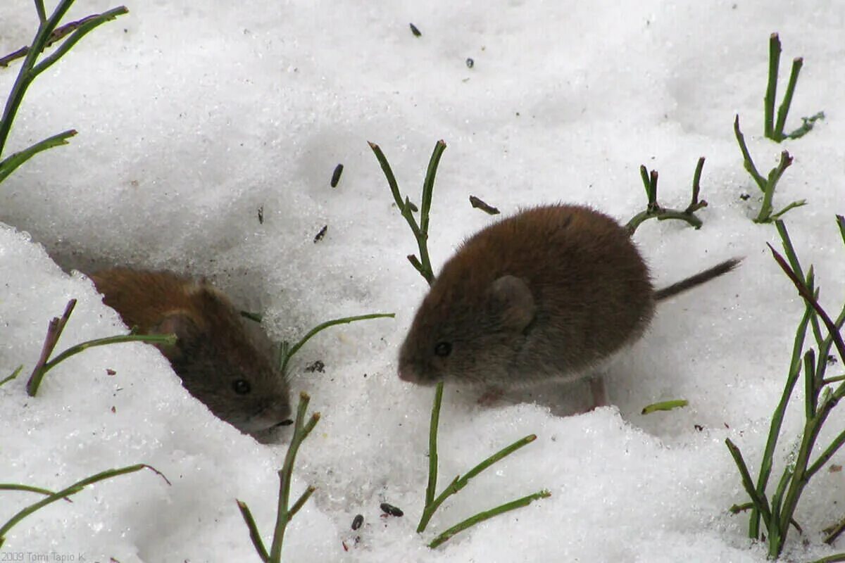 Полевые мыши зимой. Мышка полевка зимняя. Полёвка зимует. Полевка зимой. Мышка полевка зимой.