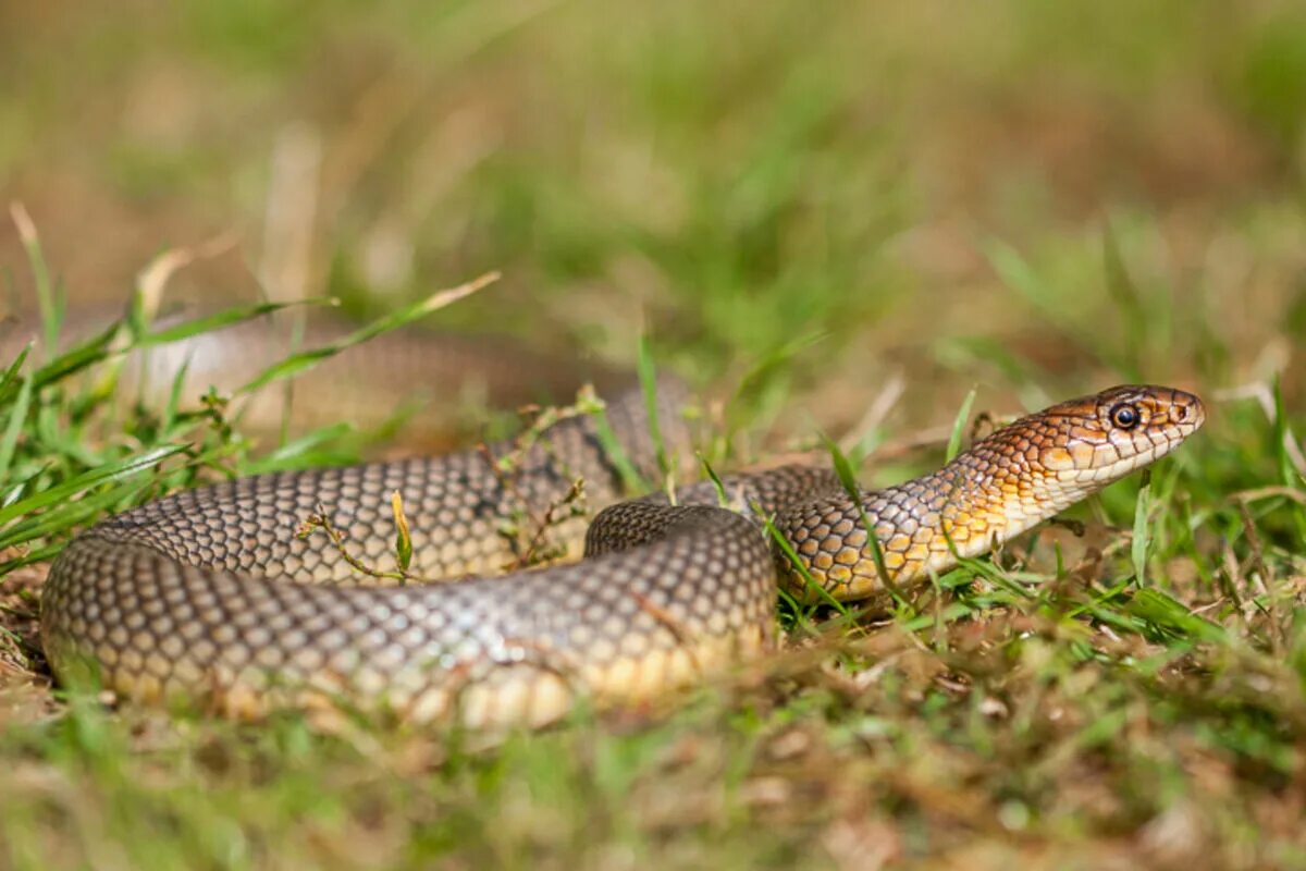 Новое желтобрюхов. Желтобрюхий полоз (Dolichophis caspius). Желтобрюхий Каспийский полоз. Гигантский желтобрюхий полоз. Желтобрюхий полоз сеголетка.