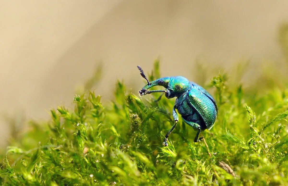 Жук рогачик. Березовый трубковерт жук. Березовый жук. Жук трубковерт грушевый. Ивовый листоед.
