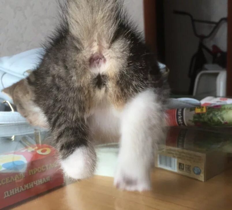 Как определить котенка кот. Яйца кота.