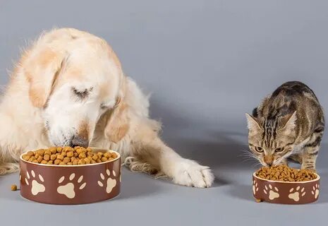 What your pet eat