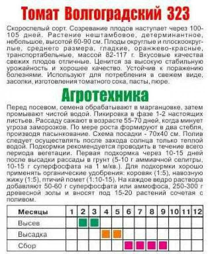 Томат Волгоградский 323. Помидоры Волгоградский скороспелый 323. Томат Волгоградский скороспелый 323 характеристика. Томат Волгоградский Скороспел описание сорта. Волгоградский скороспелый 323 характеристика и описание