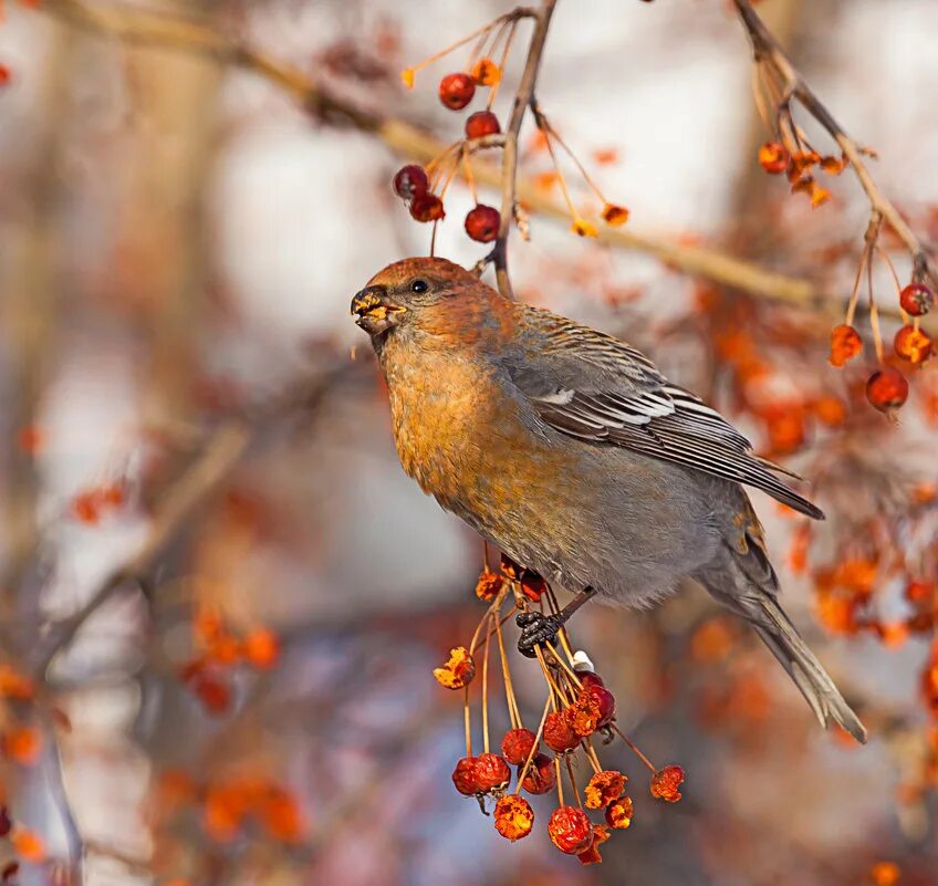 птица щур в волгоградской области. щур попугай. щур птица в липецкой области. щур птицы полезность. щур самка.