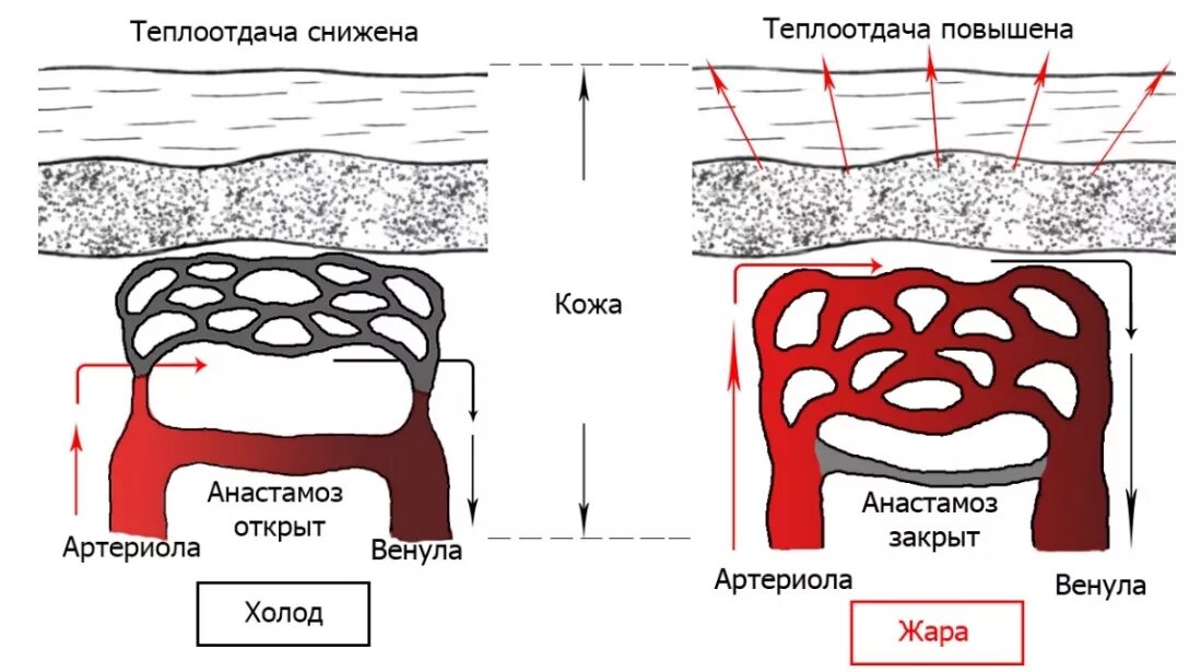 Теплоотдача кожи. Терморегуляция сосудов кожи. Теплоотдача кожа сосуды. Терморегуляция через кожу. При понижении окружающей среды сосуды кожи