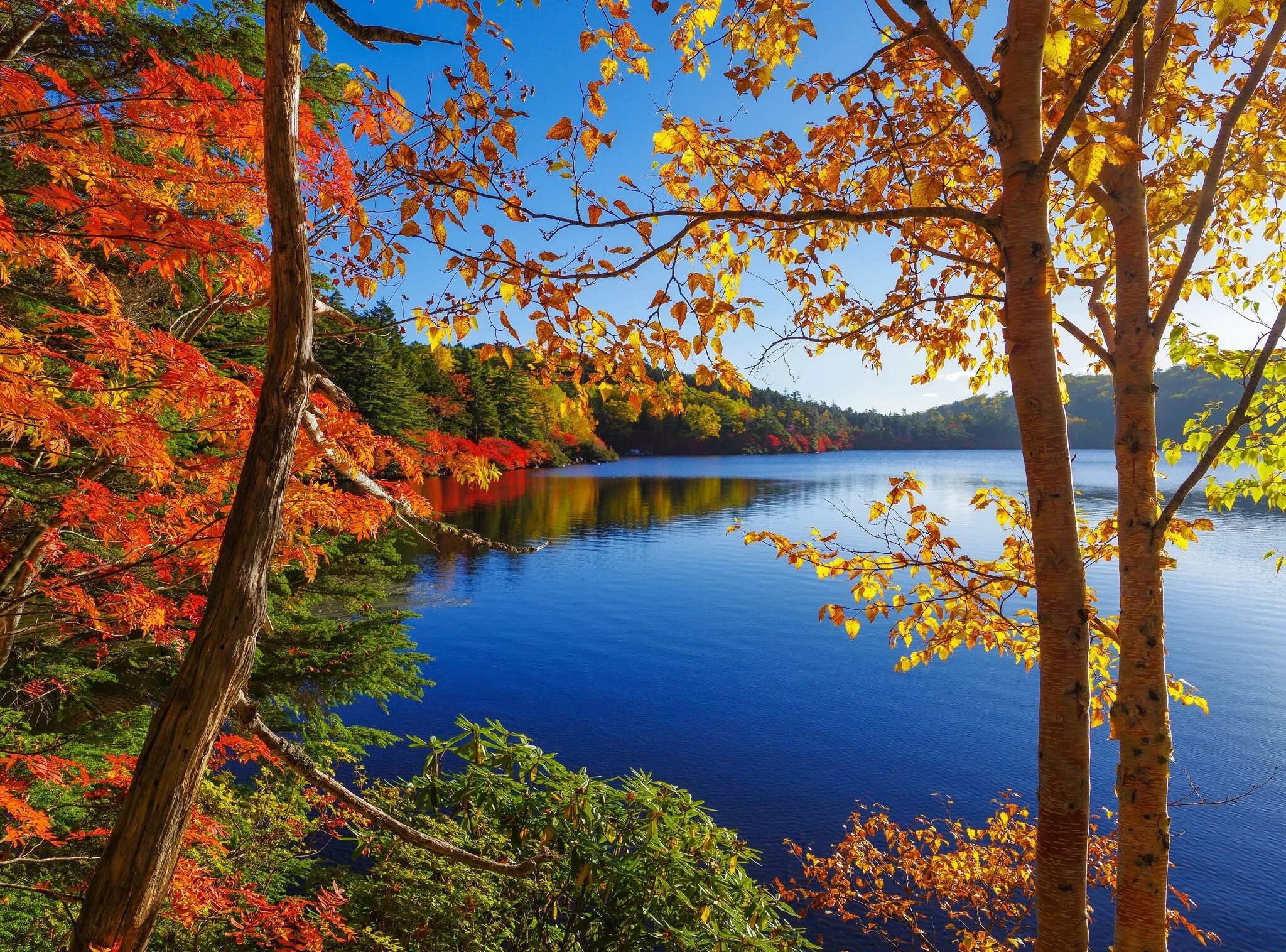 Картинки осень природа. Золотая осень озеро природа река лес. Золотая осень озеро. Природа осенью. Осень озеро.