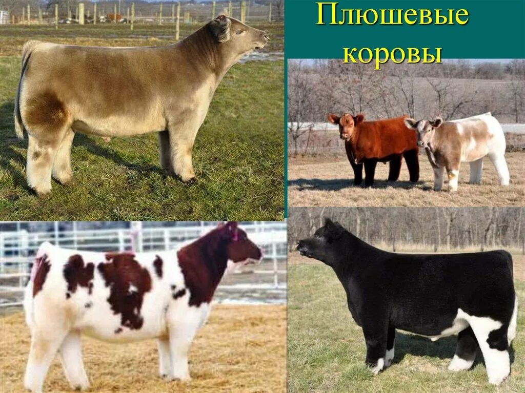 Молочный тип коровы. Породы коров молочного направления молочного направления. Породы крс мясного и молочного направления. Гернзейская порода крс. Сычевская порода коров молочного направления.