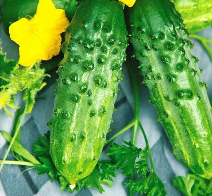 Пчелоопыляемый сорт огурцов. Сорт огурцов даша. Пчелоопыляемый сорт огурцов. Огурец платина f1. Сорт огурцов кантаро.