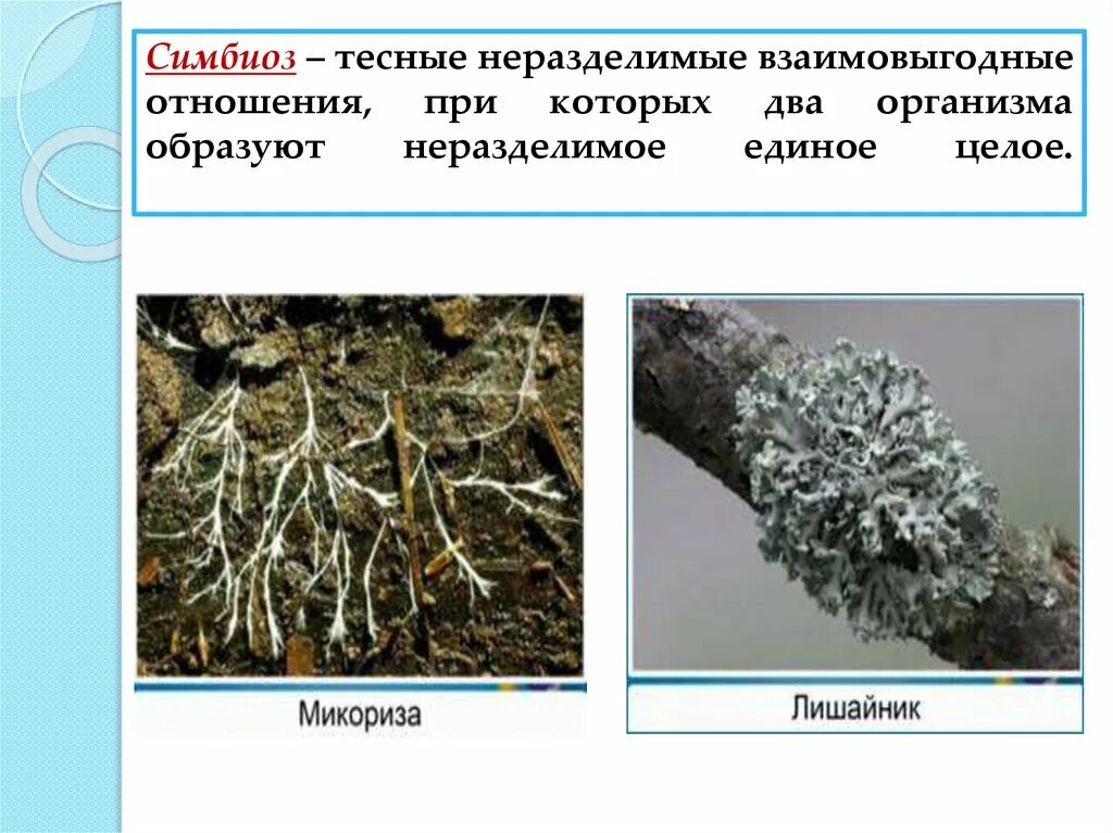 Симбиотические взаимоотношения примеры