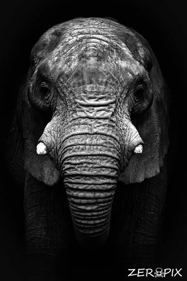 Old elephant. Черные слоны. Серые животные. Слоны чб. Портрет слона чб.