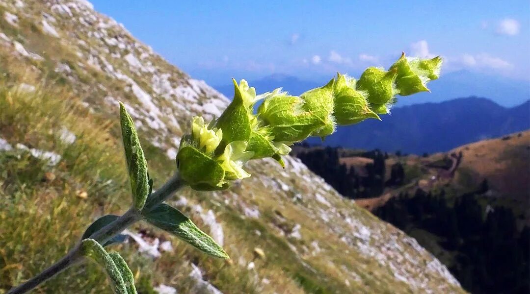 Греческие травы. Лимонник Крымский (Железница). Железница Горная Sideritis Montana l.. Железница Крымская. Шалфей горный Крымский.