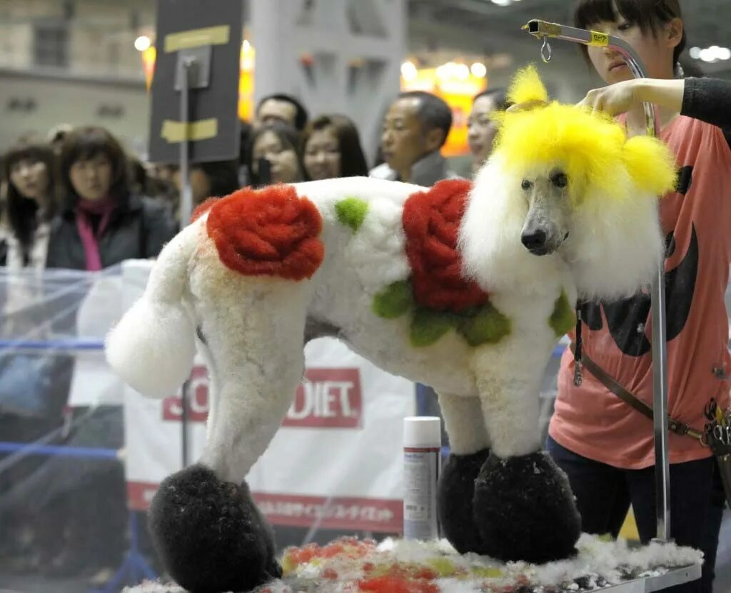 Выставка собак пудель. Королевский пудель стрижка. Королевский пудель стрижка. Выставки собак пуделей. Выставка животных.