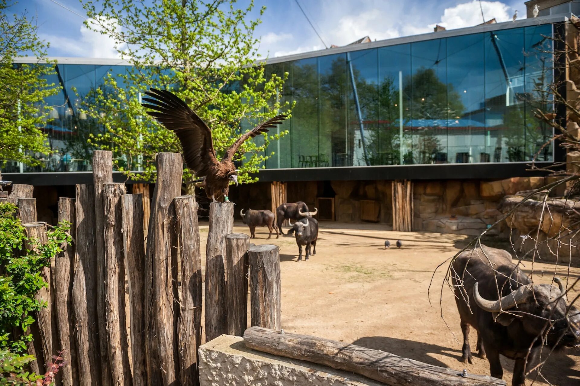 Zoo animals park. Авиарий Московский зоопарк. Антверпен зоопарк. Антверпенский зоопарк Бельгия. Вольеры с птицами Московский зоопарк.