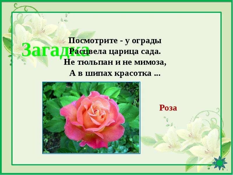 Загадка цветов 3. Загадка про розу для детей. загадка про розу цветок. загадки о цветах роза. загадки про розу с ответами.
