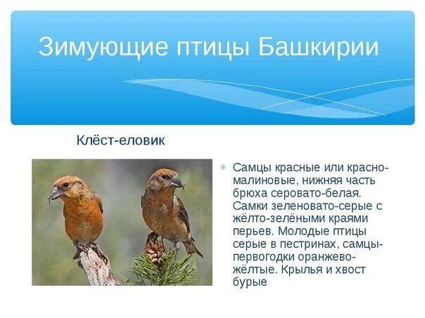 Названия птиц на башкирском языке. Зимующие птицы башкирии названия. зимующие птицы республики башкортостан. зимующие птицы башкирии. птицы башкортостана с названиями.