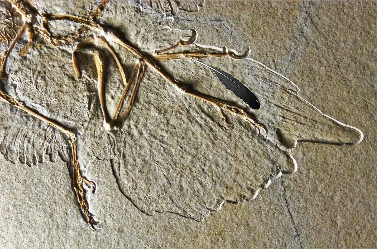 The research team an unusual fossil
