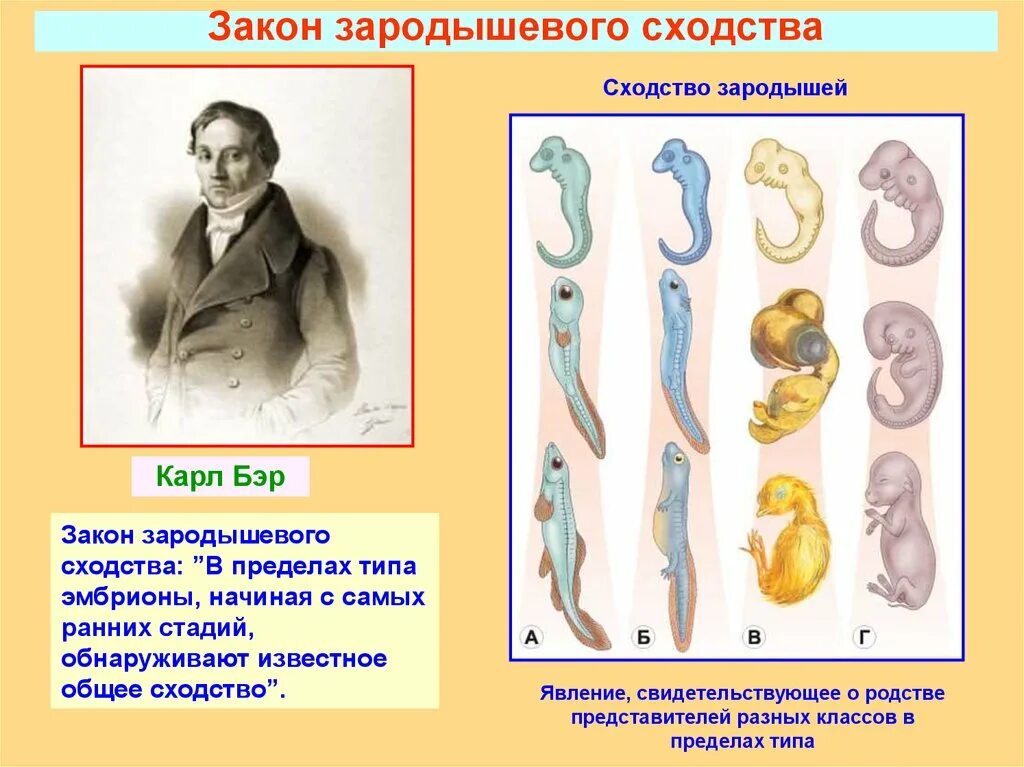 Онтогенез позвоночных закон геккеля. Биогенетический закон Бэра.