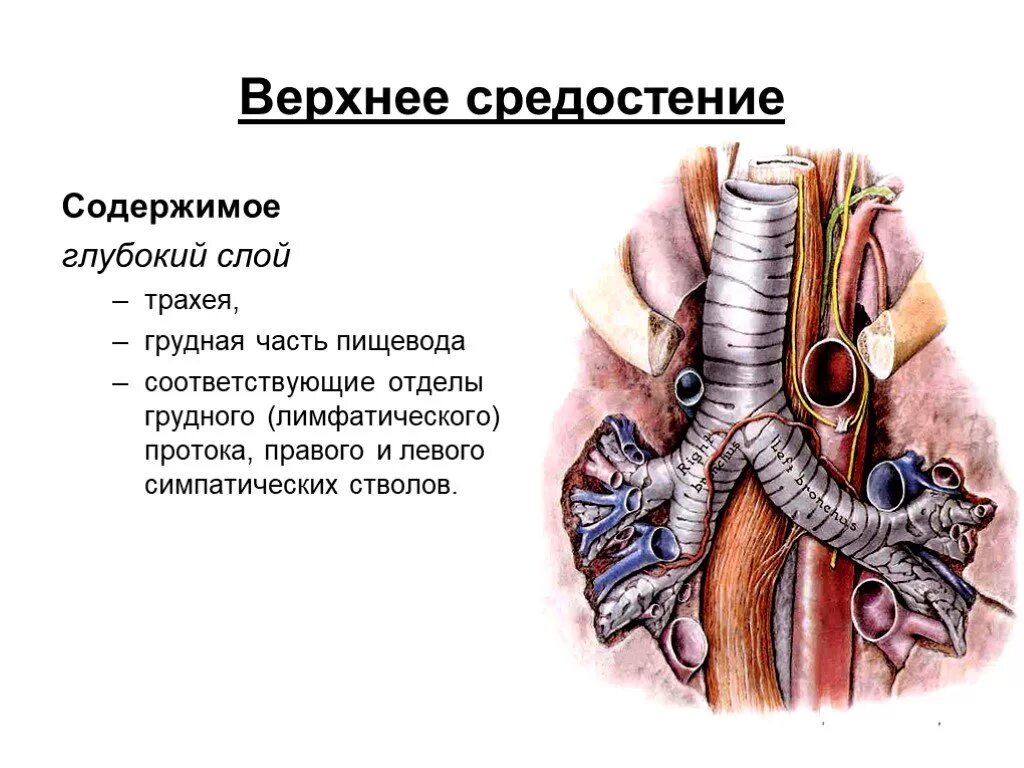 Трахея относительно пищевода. Средостение топографическая анатомия. Стенки средостения. Строение средостения.