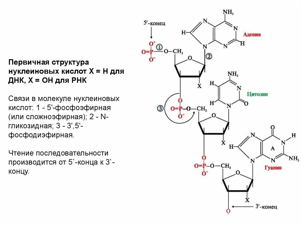 Первичная структура нуклеиновых кислот. Структура нуклеиновых кислот первичная структура. Строение нуклеиновых кислот первичная структура. Первичная структура нуклеиновых кислот ДНК.