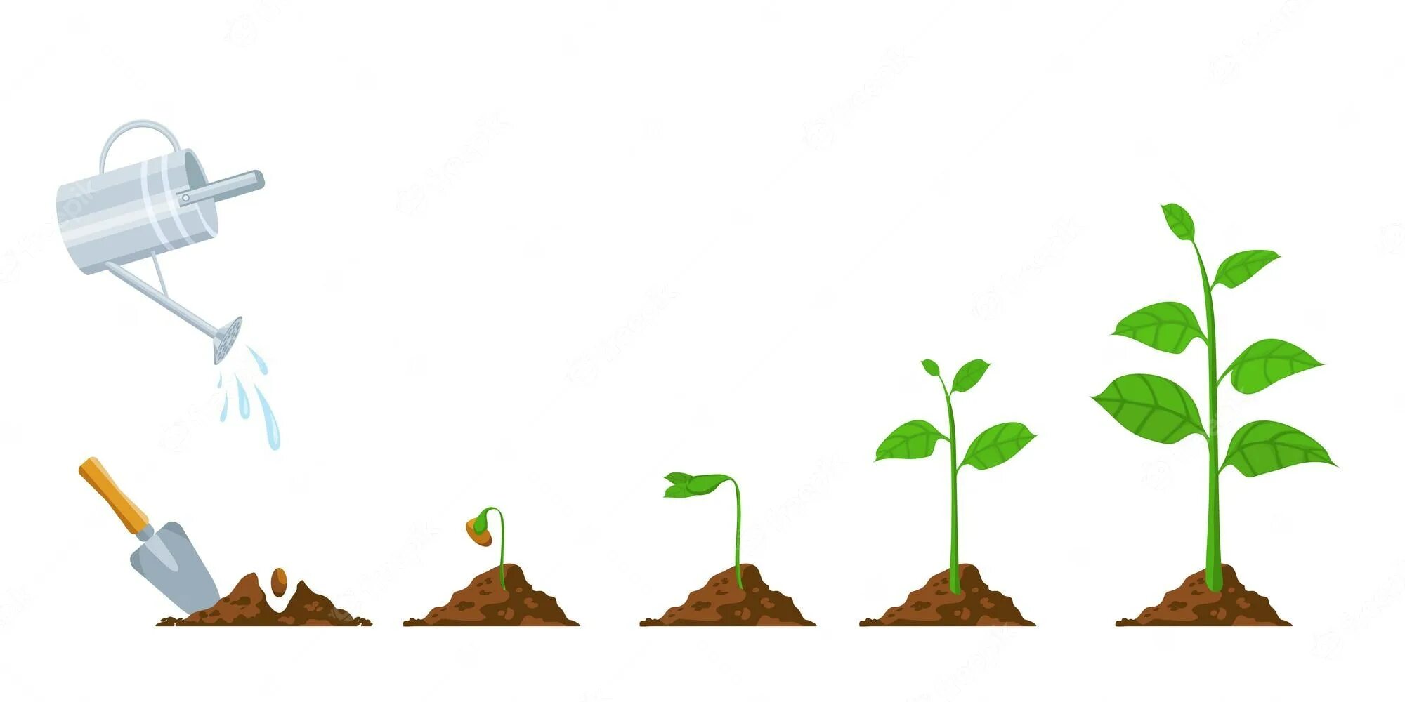 Растущий прогресс. Лейка Росток вектор. Полив почвы картинки. Зеленая фаза растения. Рост растений в аргоне.