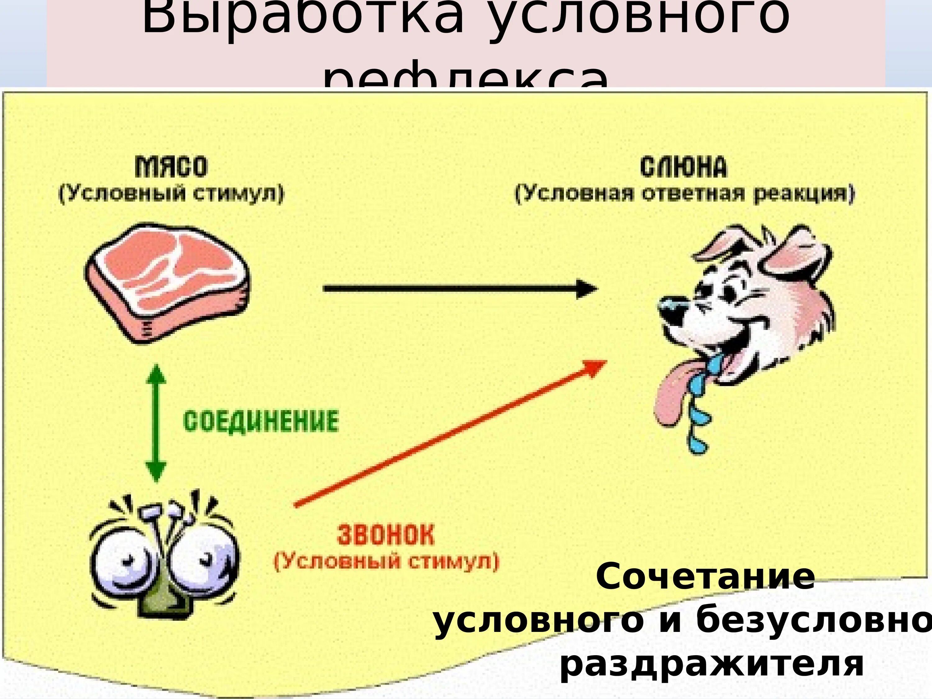 Условный и безусловный раздражитель. Условные и безусловные раздражители примеры. Условный рефлекс. Рефлексы условные приобретенные дуги временные и.