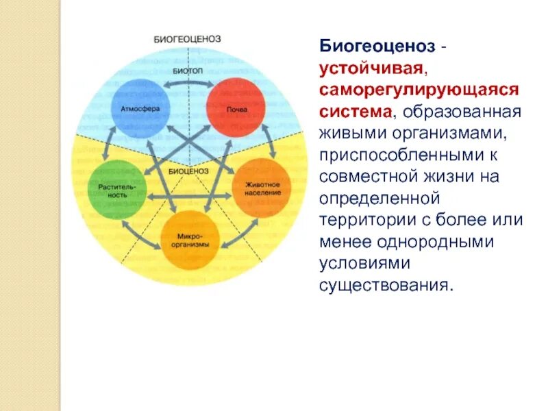 Биогеоценоз биотоп биоценоз. Экосистема саморегулирующаяся система. Структура биоценоза схема. Структура экосистемы биотоп. Биогеоценоз основа