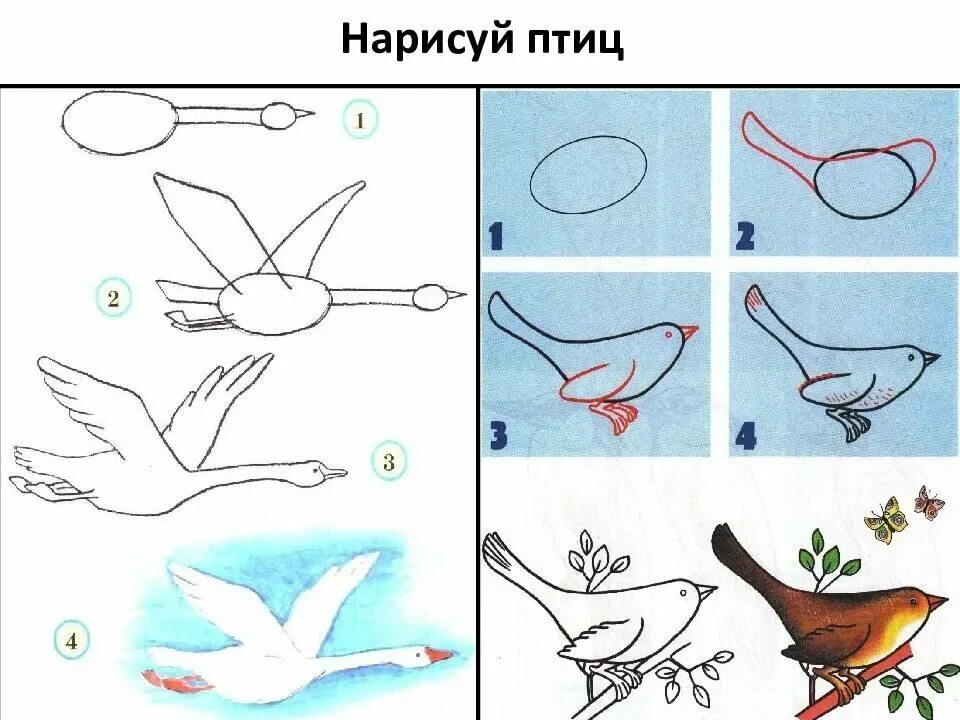 Конспект занятия по рисованию перелетные птицы. Рисование птички. Схема рисования птицы. Последовательное рисование птицы. Рисование перелетные птицы.