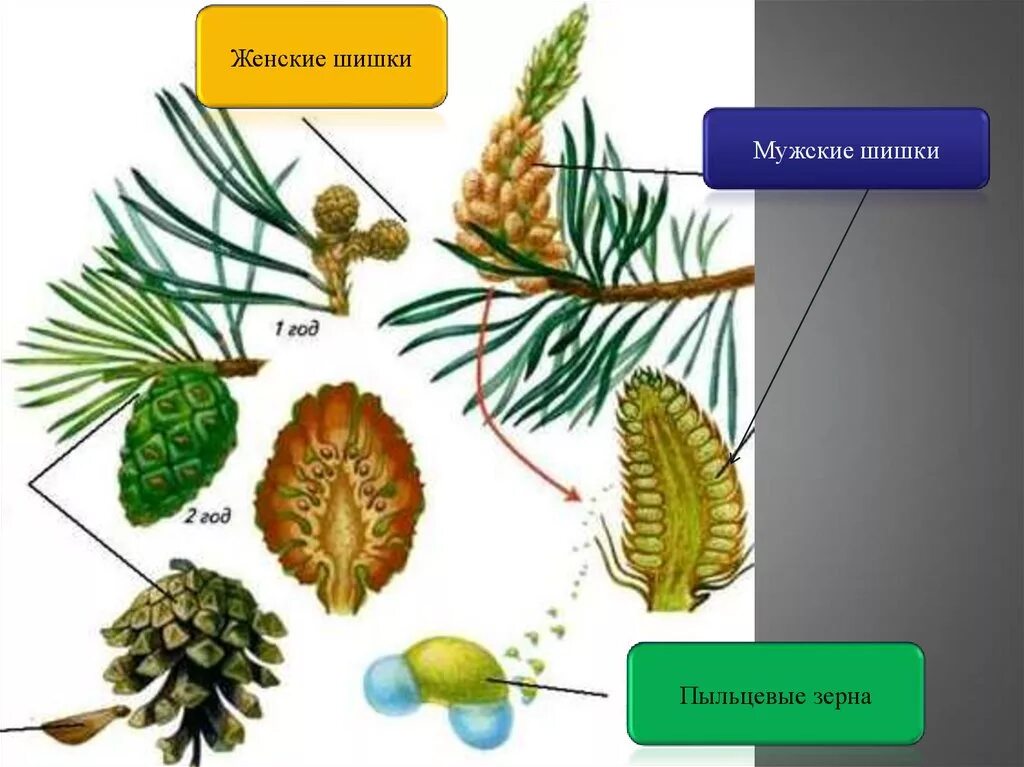 Размножение мужской шишки