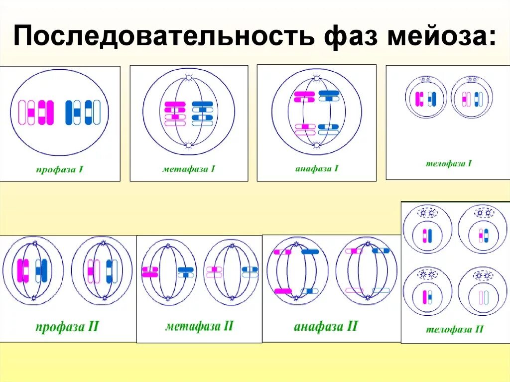 Назвать фазы мейоза. Фаза деления - профаза 1. Мейоз 1 процессы. Профаза 1 таблица. Схема мейоза 9 класс биология.