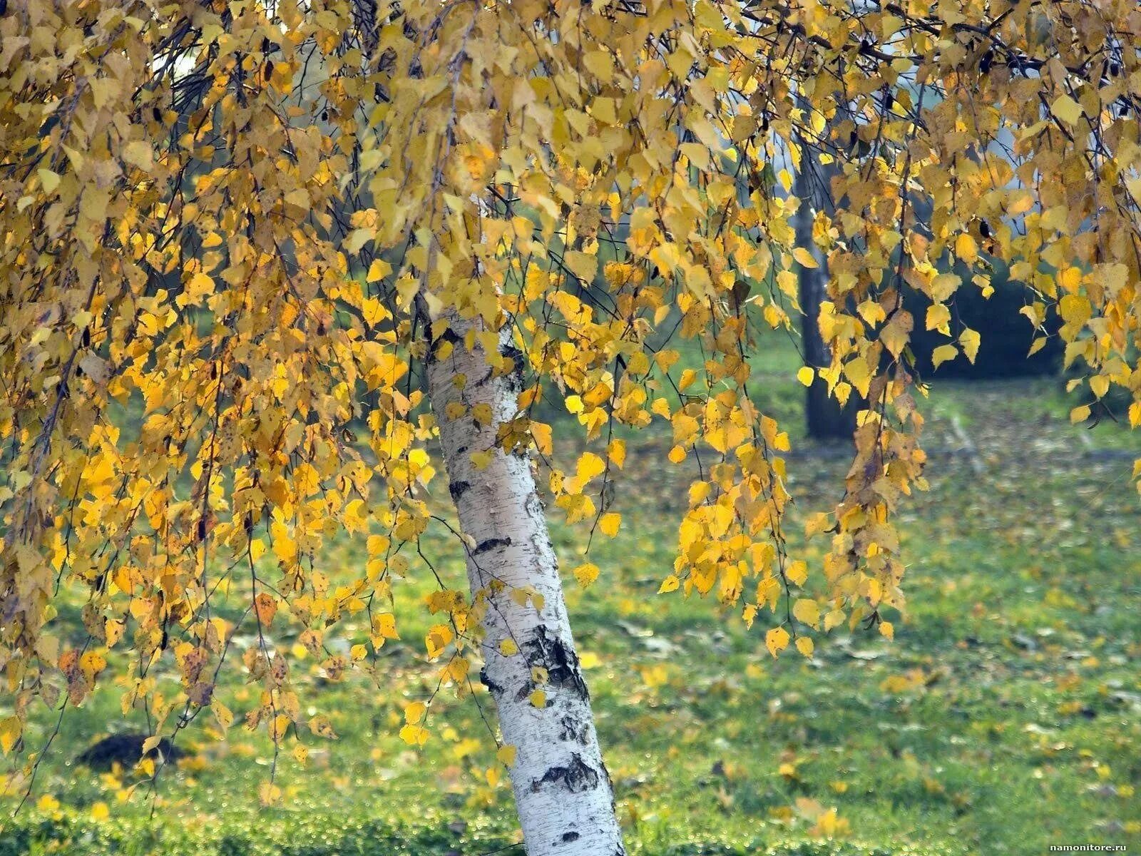 Осенние песни березы. Осенние песни березы. Береза осенью. Береза осенью. Одинокая береза.