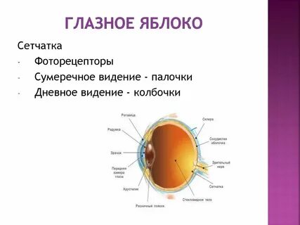 Задний отдел глаза
