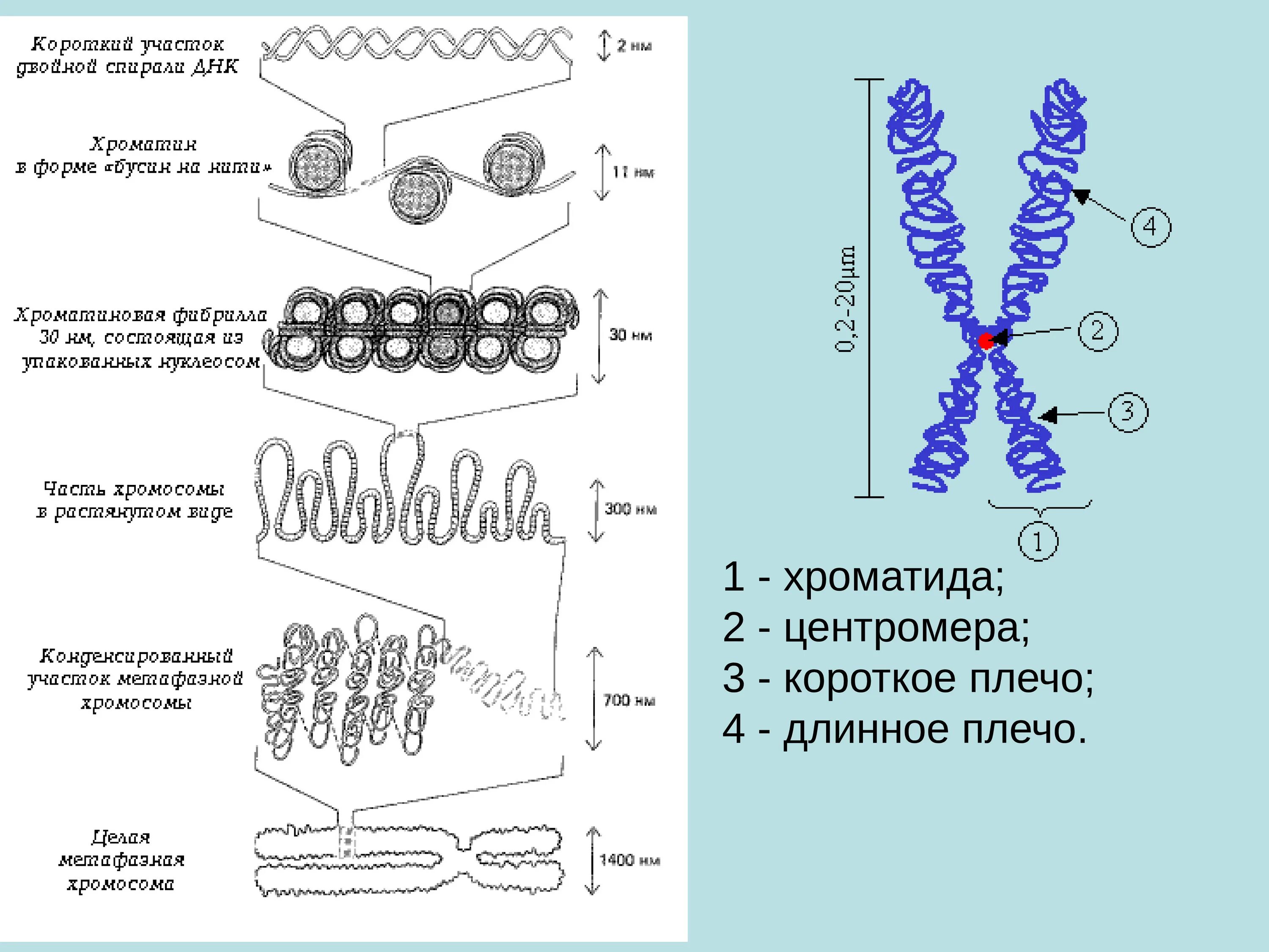 Образование хроматина