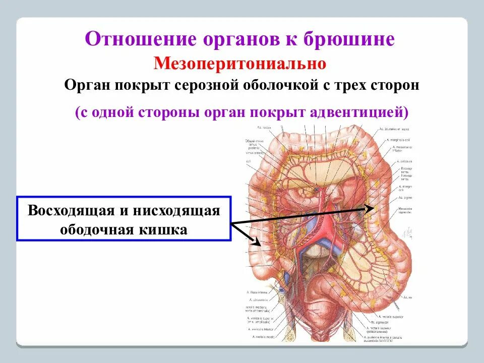 Брюшина толстой кишки. Сигмовидная кишка отношение к брюшине. Ободочная кишка отношение к брюшине. Восходящая ободочная кишка отношение к брюшине. Отношение органов к брюшине.