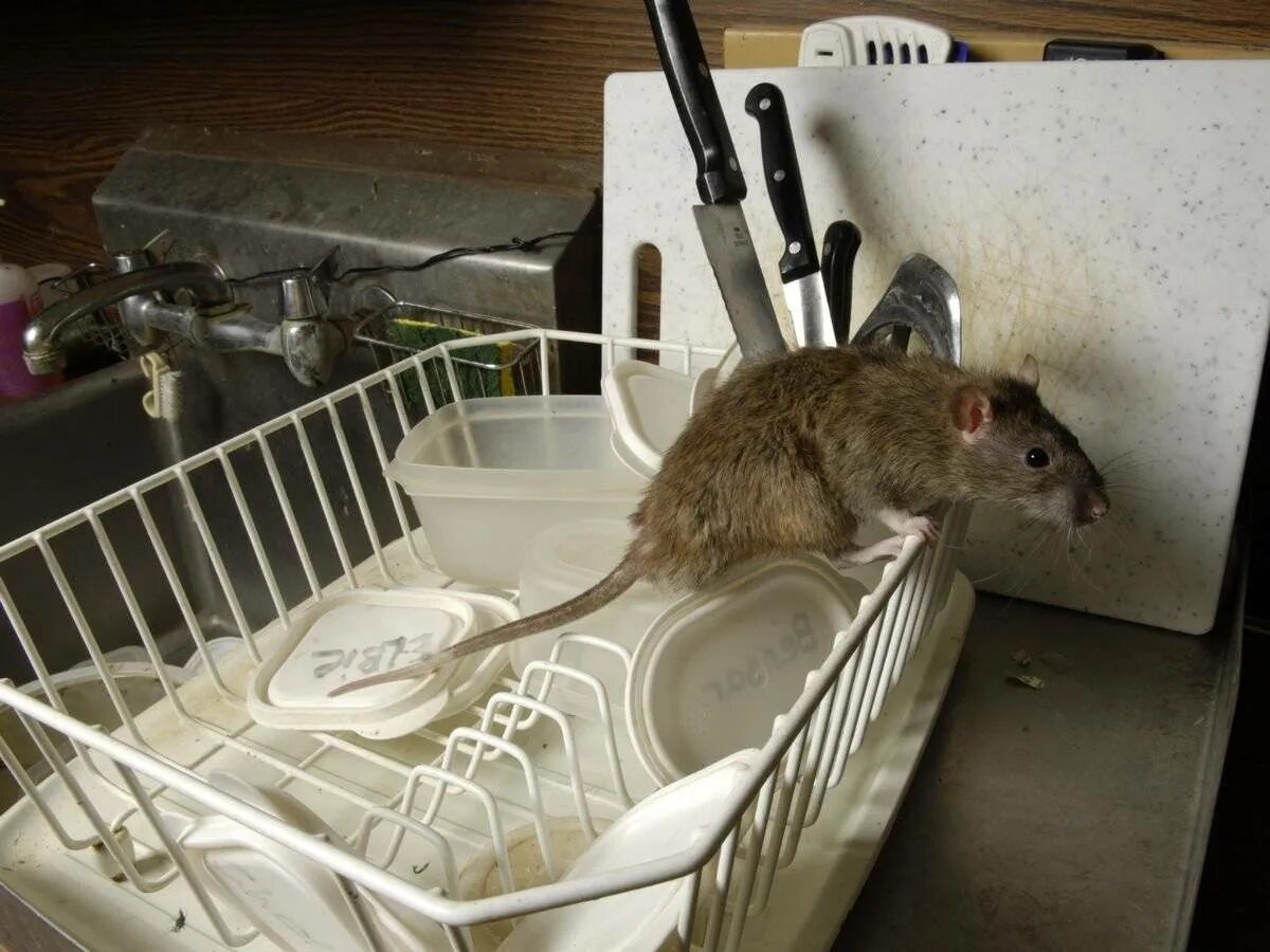 Мыши сгрызли. Мыши в доме. Мышь квартирная. Крыса помойная большая.