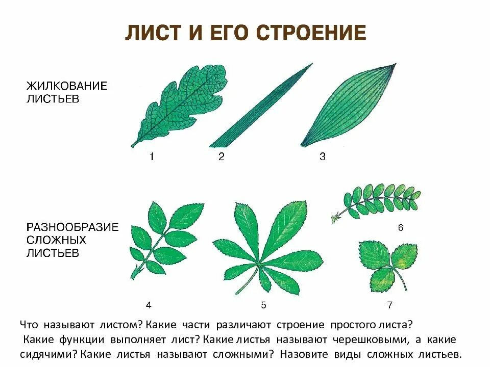 Черешковый жилкование листа. Типы сложных листьев. строение сложного листа. простой сидячий лист. простые и сложные листья.