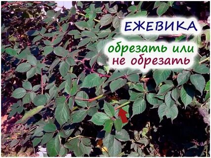 Чем обработать ежевику осенью от болезней