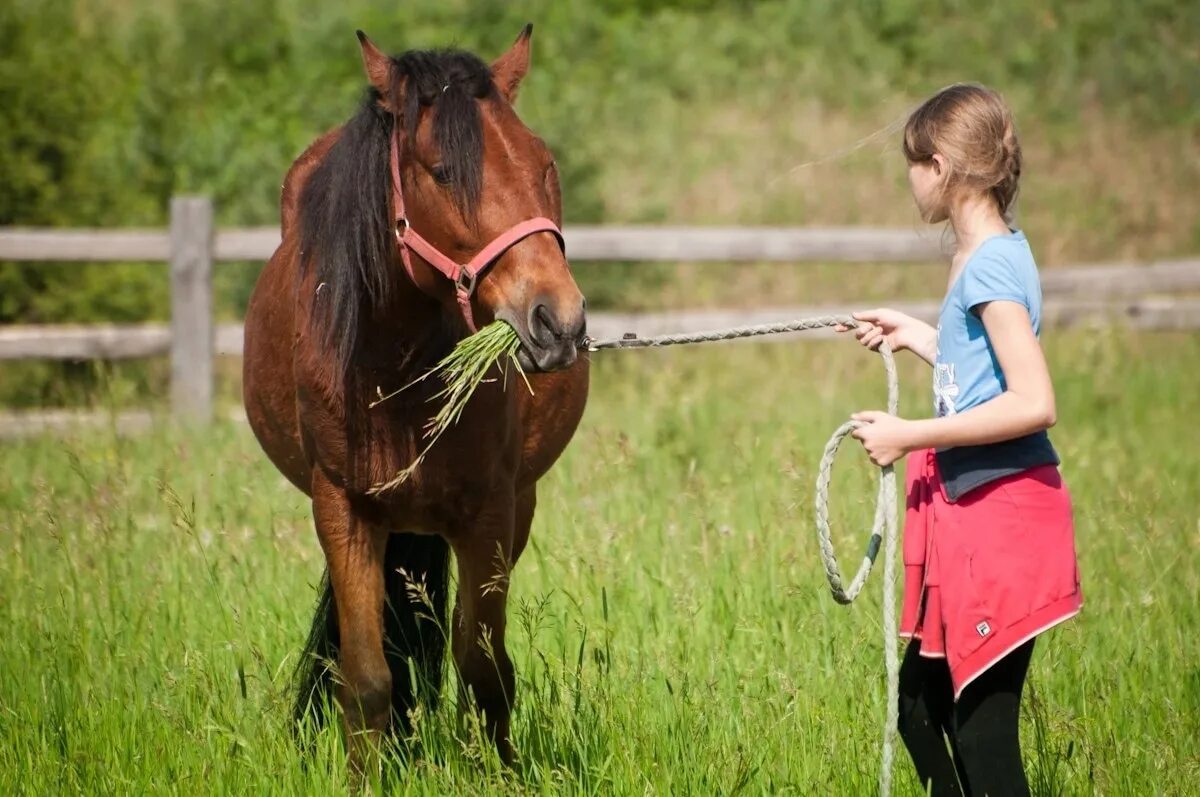 Добрая лошадь. Детский конный лагерь. Конный лагерь темп. Наша добрая лошадка Ермильченко. Добра коня