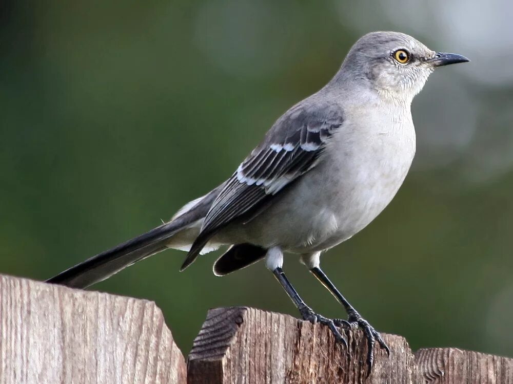 Mockingbird reman