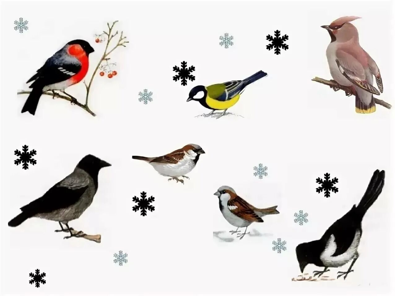 Маленькая группа птиц. Зимующие птицы для дошкольников. Картинки с изображением зимующих птиц. Детям о зимующих птицах в детском саду. Зимующие птицы картинки для детей.