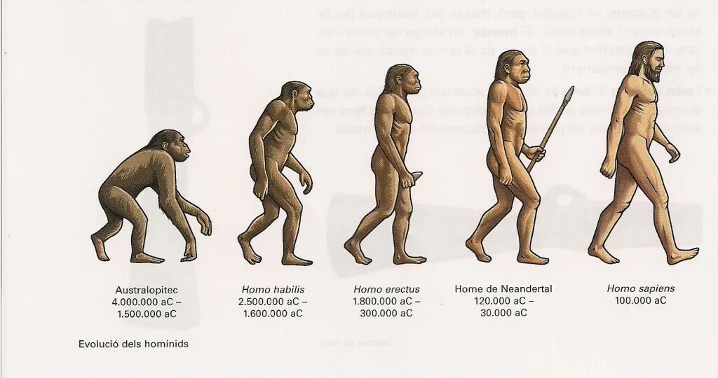 Хомо Эректус хомо сапиенс хабилис. Человек разумный (homo sapiens sapiens) таблица. Хомо хабилис хомо Эректус таблица. Этапы эволюции человека австралопитек хомохабилес. Этапы эволюции человека австралопитек