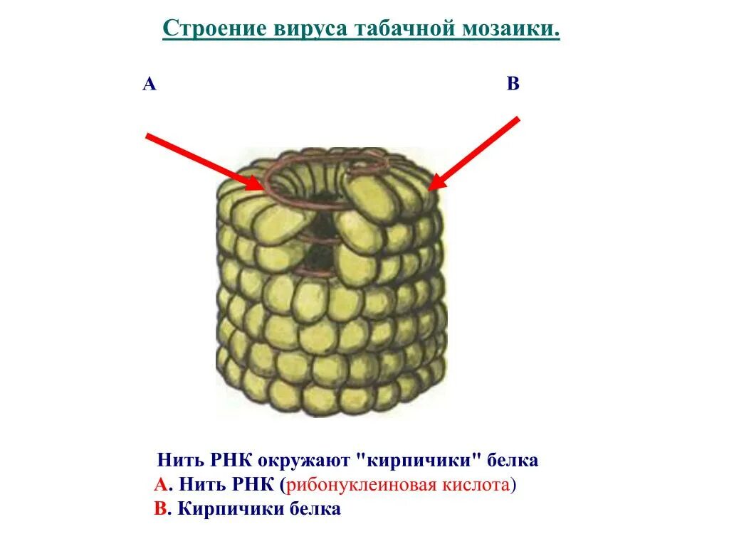Строение вирус на примере вируса табачной мозаики Вирусы