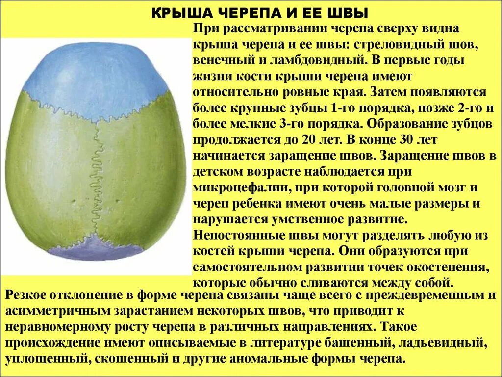 Строение свода черепа. Швы свода черепа. Соединение костей черепа зубчатые швы. Швы соединяющие кости свода черепа. Швы затылочной кости черепа.