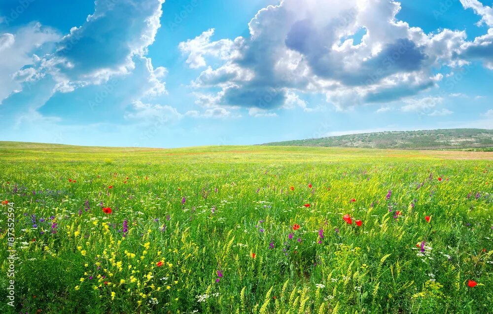 Page fields