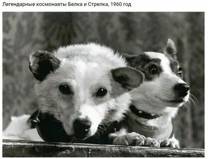 Белка и стрелка 1 собаки