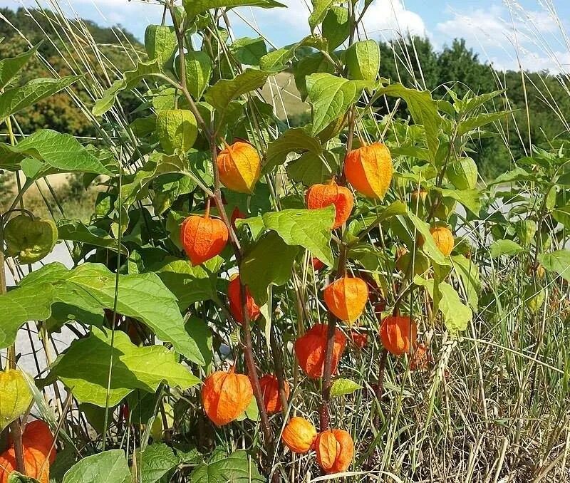 Физалис куст. Физалис огородный. Физалис изюмный. Физалис овощной.